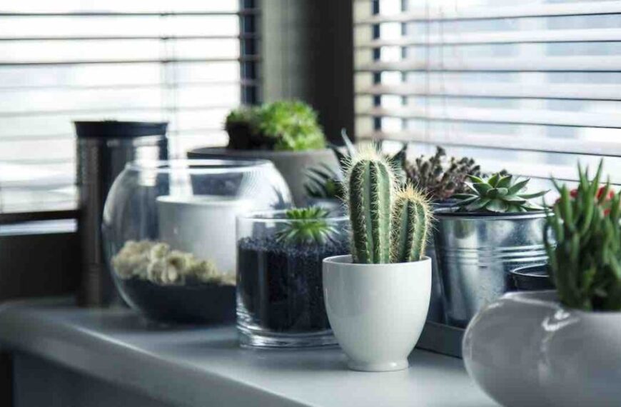 Expert na Feng Shui doporučuje vyhnout se těmto dvěma pokojovým rostlinám, protože mohou vysílat špatné vibrace…