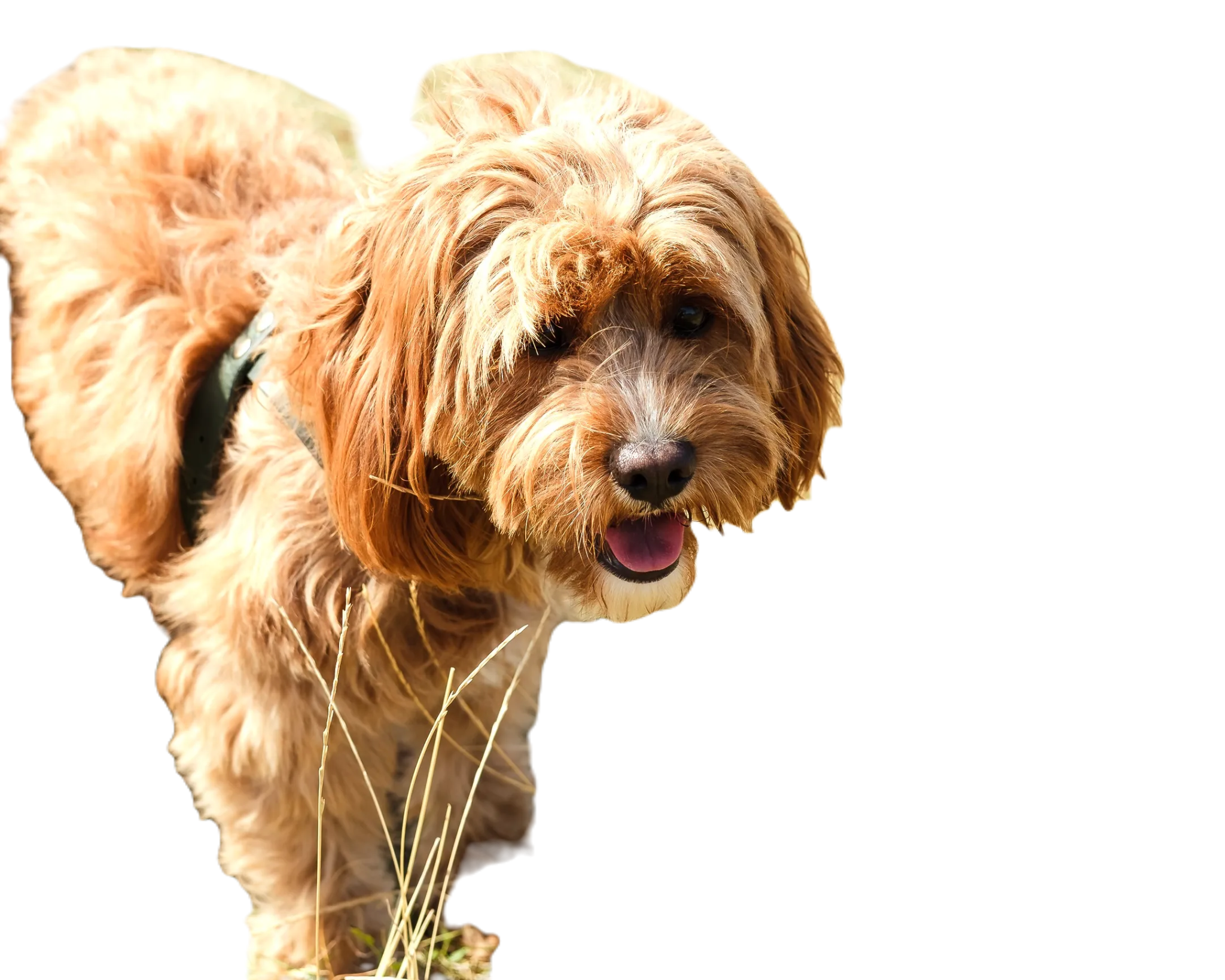 Odstranění pozadí AI pixlr pro psa