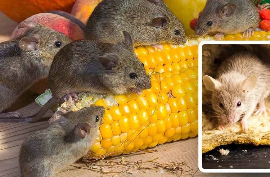 Farmář sdílí ekonomický tip, aby se zbavil myší, aniž by je zranil