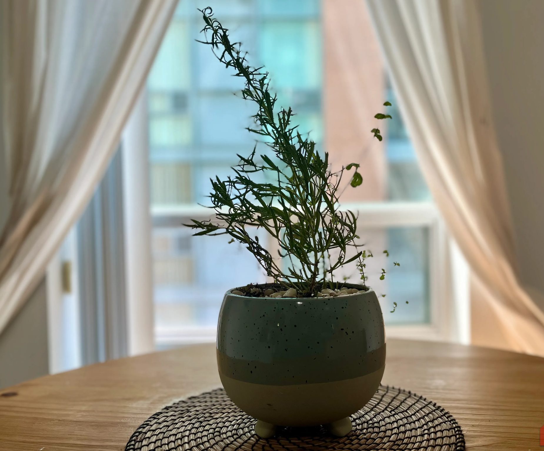 PlantContainer obsahuje rozmarýn a mátu umístěnou na jídelním stole